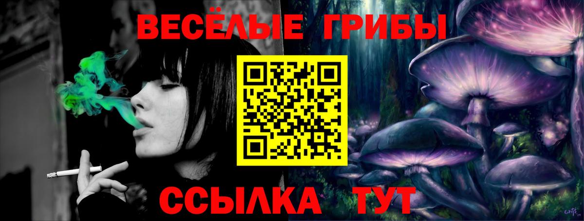 где продают   Великий Устюг  Псилоцибиновые грибы Psilocybine cubensis 